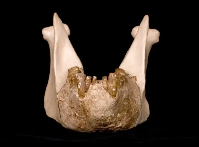 Framed Print : Gigantopithecus model jaw Framed Print : Gigantopithecus model jaw