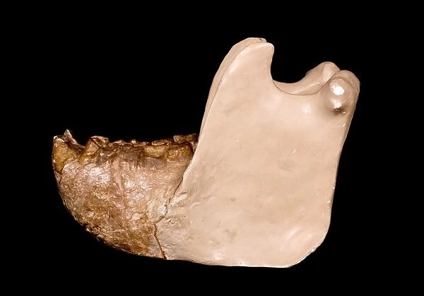 Gigantopithecus model jaw