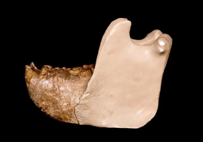Framed Print : Gigantopithecus model jaw Framed Print : Gigantopithecus model jaw