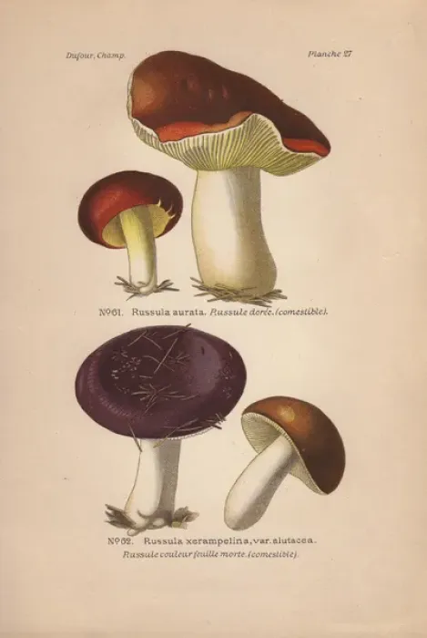 Framed Print : Gilded brittlegill, Russula aurata, and purple-colored
