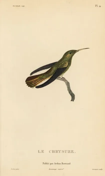 Framed Print : Gilded sapphire, Hylocharis chrysura. Adult male Framed Print : Gilded sapphire, Hylocharis chrysura. Adult male