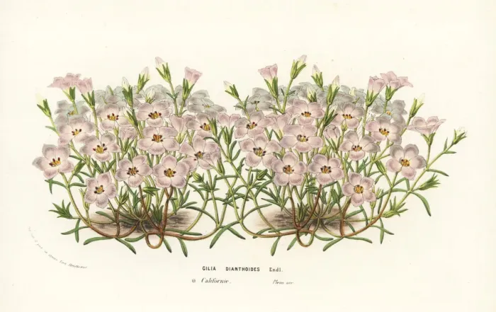 Framed Print : Gilia dianthoides Framed Print : Gilia dianthoides