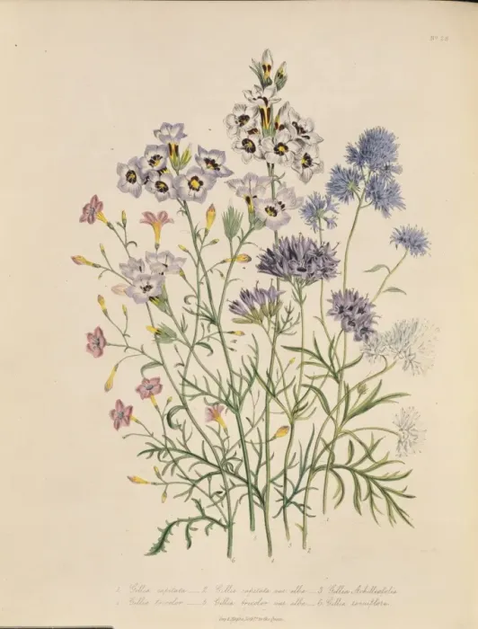 Framed Print : Gilia tenuiflora, slender-flowered gilia Framed Print : Gilia tenuiflora, slender-flowered gilia