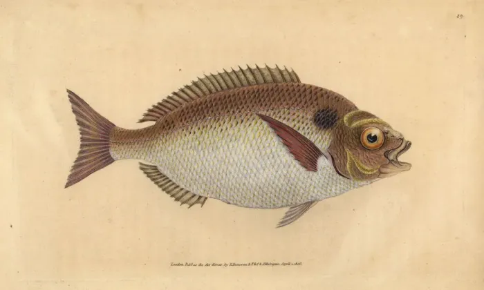 Framed Print : Gilt-head seabream, Sparus aurata Framed Print : Gilt-head seabream, Sparus aurata