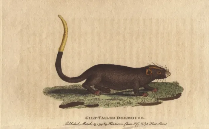 Framed Print : Gilt tailed dormouse, Myoxus chrysurus Framed Print : Gilt tailed dormouse, Myoxus chrysurus