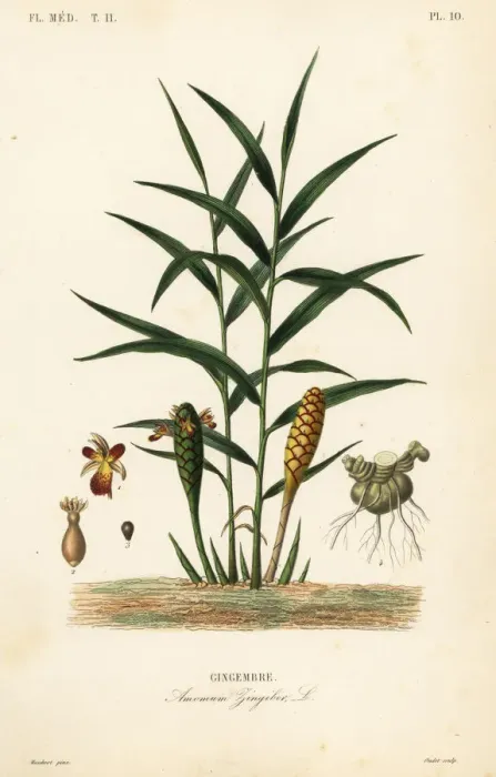 Framed Print : Ginger or ginger root, Zingiber officinale Framed Print : Ginger or ginger root, Zingiber officinale