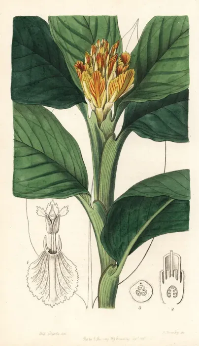 Framed Print : Ginger lily, Alpinia vitellina Framed Print : Ginger lily, Alpinia vitellina