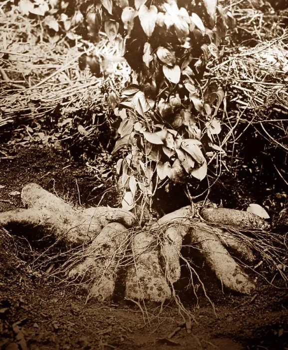 Framed Print : Ginger root, Jamaica Framed Print : Ginger root, Jamaica