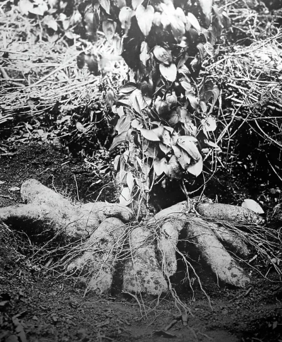 Framed Print : Ginger root, Jamaica, early 1900s