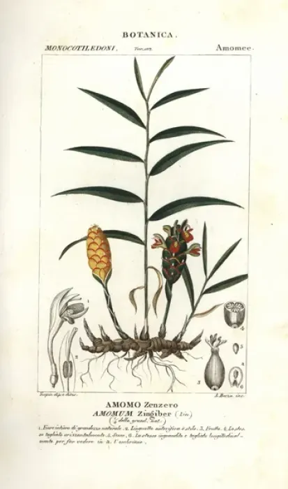 Framed Print : Ginger root, Zingiber officinale Framed Print : Ginger root, Zingiber officinale