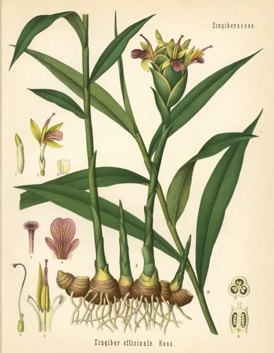Framed Print : Ginger, Zingiber officinale Framed Print : Ginger, Zingiber officinale