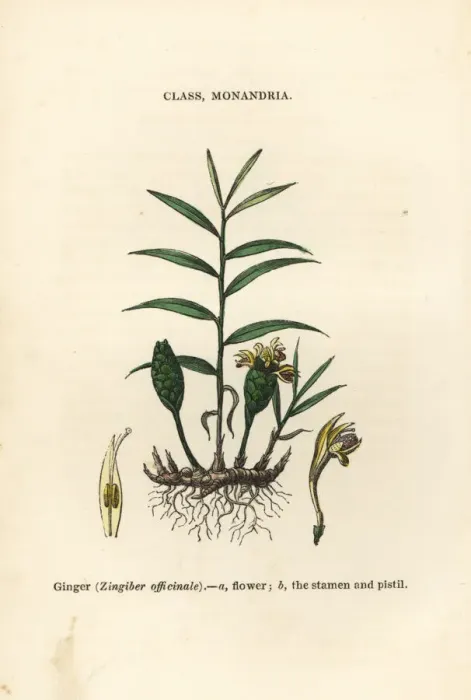 Framed Print : Ginger, Zingiber officinale Framed Print : Ginger, Zingiber officinale