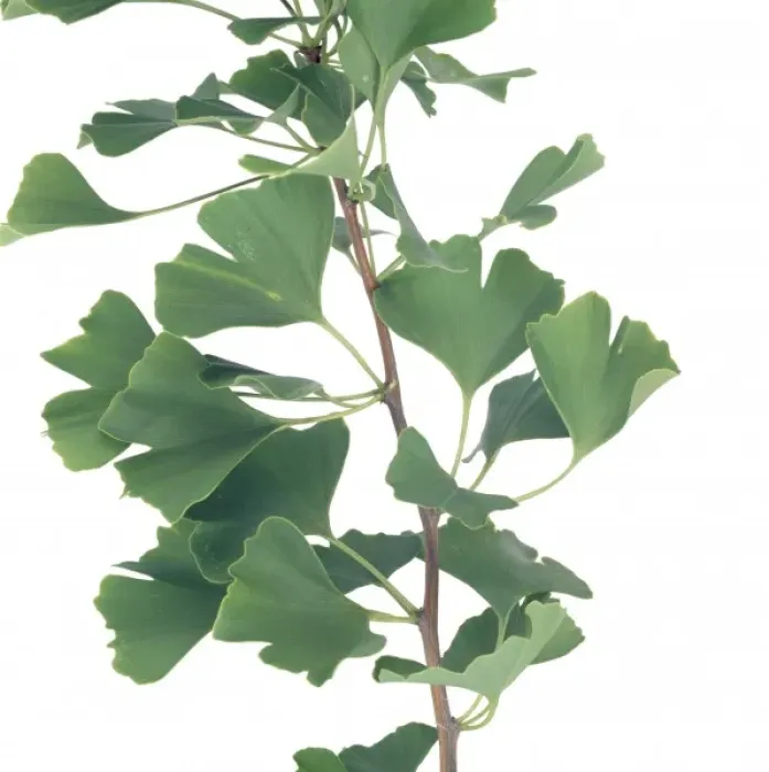 Framed Print : Ginkgo biloba, maidenhair tree Framed Print : Ginkgo biloba, maidenhair tree