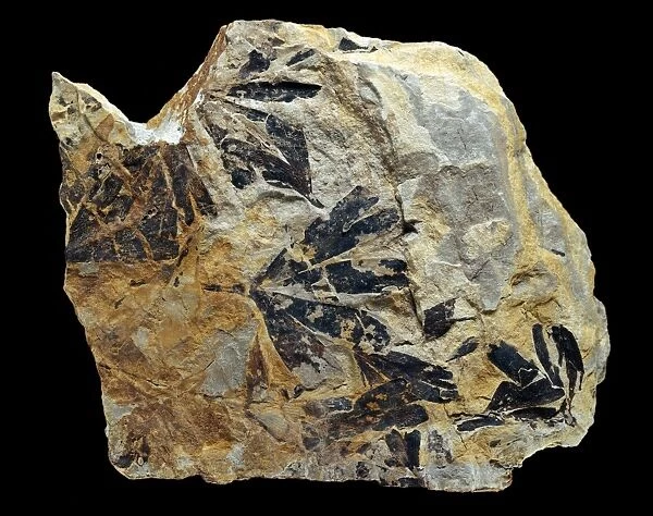 Ginkgo huttonii, fossilised ginkgo leaves