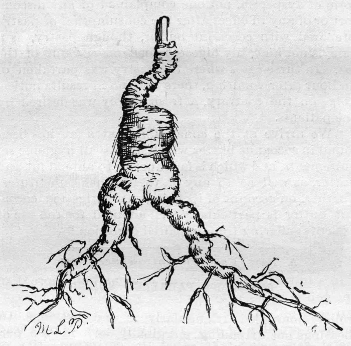 Framed Print : Ginseng root Framed Print : Ginseng root