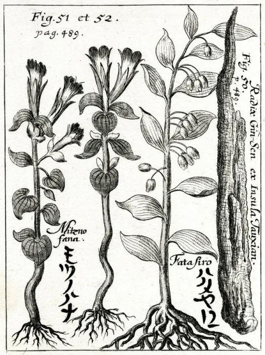Framed Print : Ginseng root Framed Print : Ginseng root