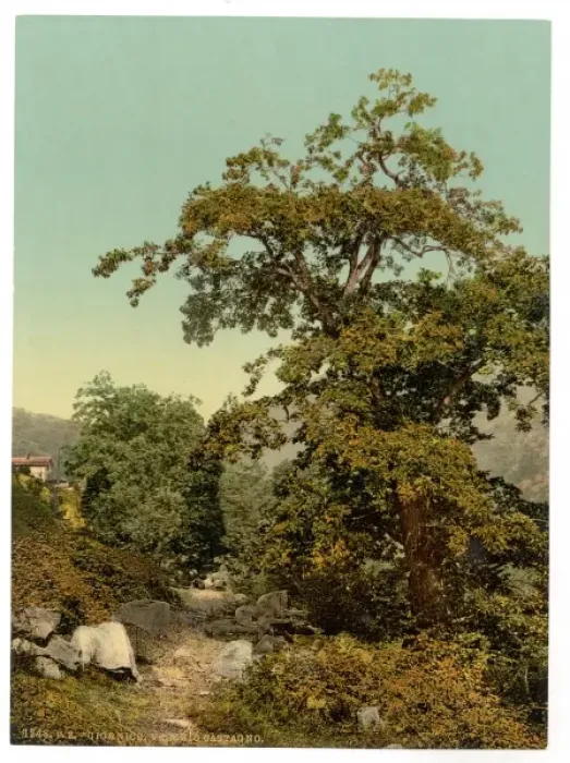Framed Print : Giornico, old chestnut tree near the railway, St. Gotthard R Framed Print : Giornico, old chestnut tree near the railway, St. Gotthard R