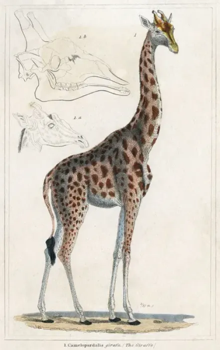 Framed Print : GIRAFFE. (Girafa camelopardus). Known at this time as the Camelopard. Date: circa 1800 Framed Print : GIRAFFE. (Girafa camelopardus). Known at this time as the Camelopard. Date: circa 1800