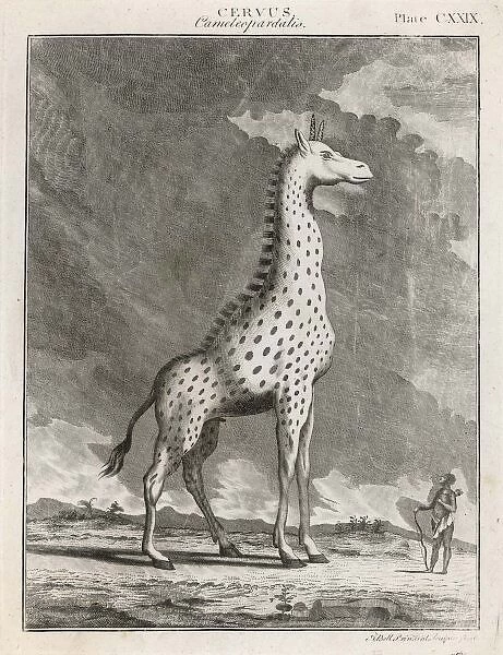 Giraffe, 18th Century