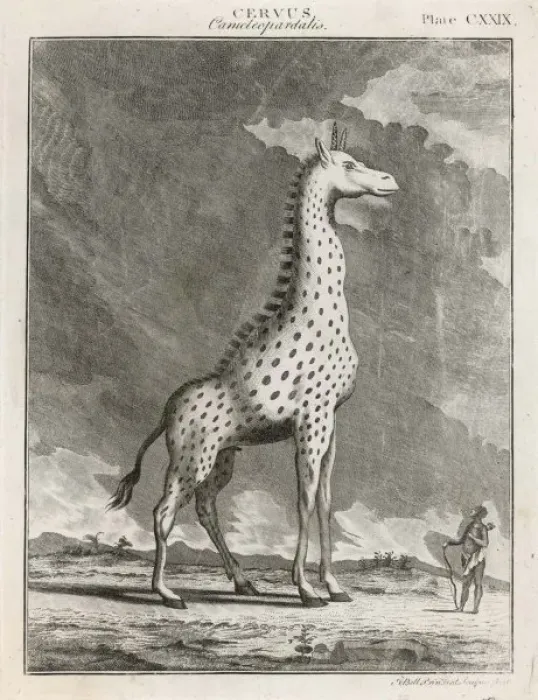 Framed Print : Giraffe, 18th Century Framed Print : Giraffe, 18th Century