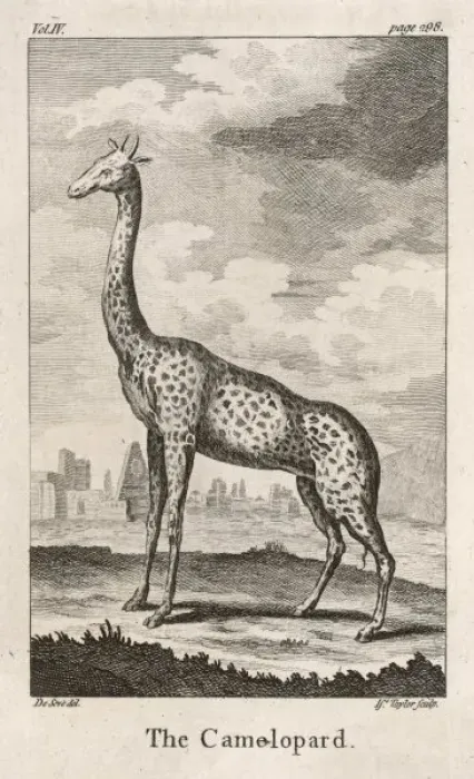 Framed Print : GIRAFFE. (Girafa camelopardus). Known at this time as the Camelopard Framed Print : GIRAFFE. (Girafa camelopardus). Known at this time as the Camelopard