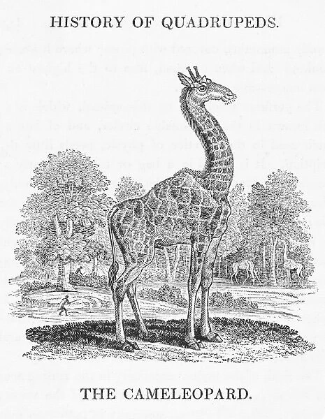 Giraffe (Bewick). giraffa camelopardalis The Cameleopard as it is known