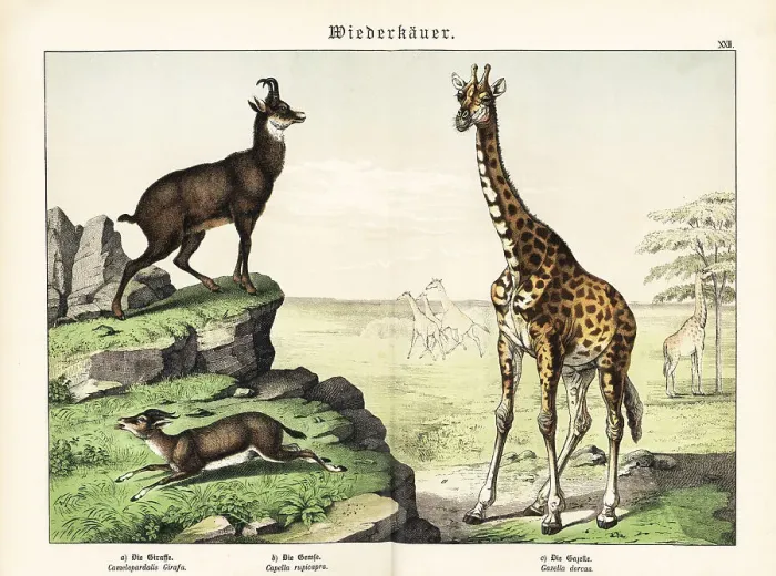 Framed Print : Giraffe, chamois and gazelle Framed Print : Giraffe, chamois and gazelle