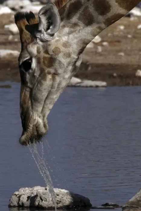 Framed Print : Giraffe - drinking at waterhole Framed Print : Giraffe - drinking at waterhole