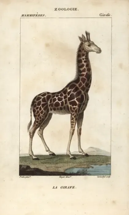 Framed Print : Giraffe, Giraffa camelopardalis Framed Print : Giraffe, Giraffa camelopardalis