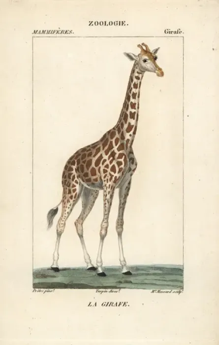 Framed Print : Giraffe, Giraffa camelopardalis Framed Print : Giraffe, Giraffa camelopardalis