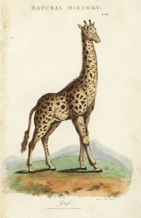 Framed Print : Giraffe, Giraffa camelopardalis Framed Print : Giraffe, Giraffa camelopardalis