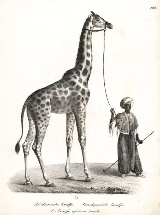 Framed Print : Giraffe, Giraffa camelopardalis Framed Print : Giraffe, Giraffa camelopardalis