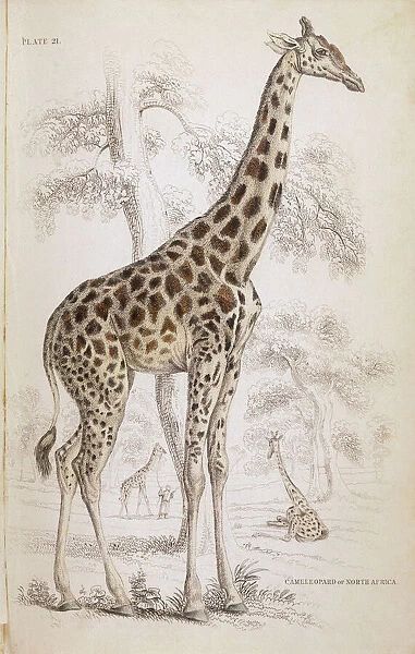 Giraffe  /  Nat Library 1835