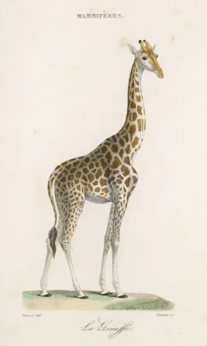 Framed Print : Giraffe / Prevost / C1835 Framed Print : Giraffe / Prevost / C1835