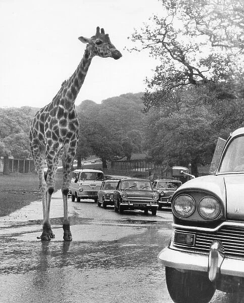 Giraffe in the roadway with cars