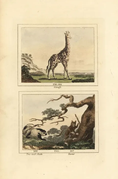 Framed Print : Giraffe, sloth and tarsier Framed Print : Giraffe, sloth and tarsier