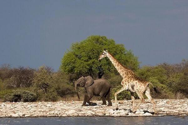 Giraffe - with young African Bush  /  Savanna Elephant