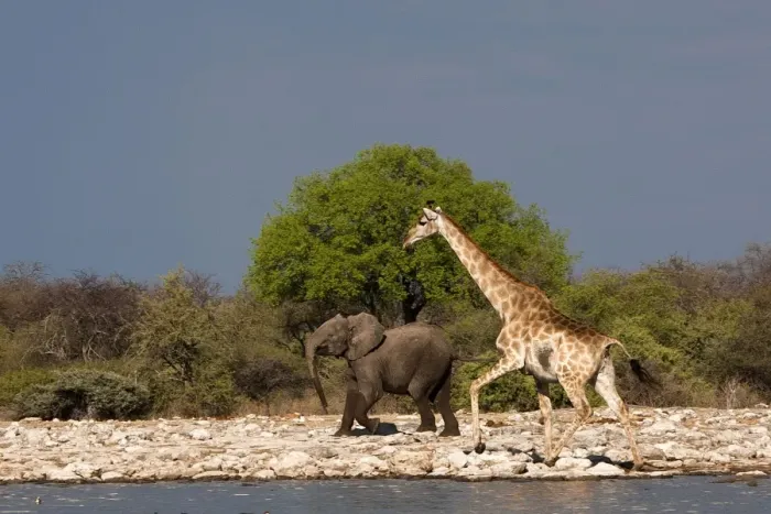 Framed Print : Giraffe - with young African Bush / Savanna Elephant Framed Print : Giraffe - with young African Bush / Savanna Elephant