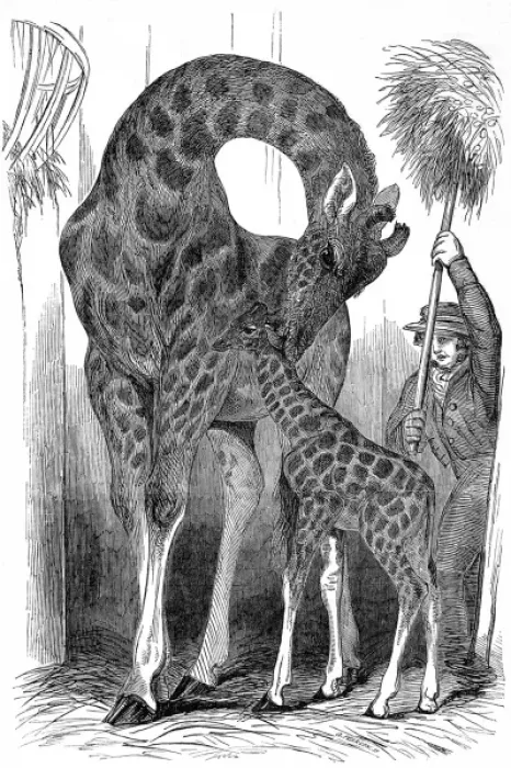 Framed Print : Giraffe and her young, London Zoo, 1849 Framed Print : Giraffe and her young, London Zoo, 1849