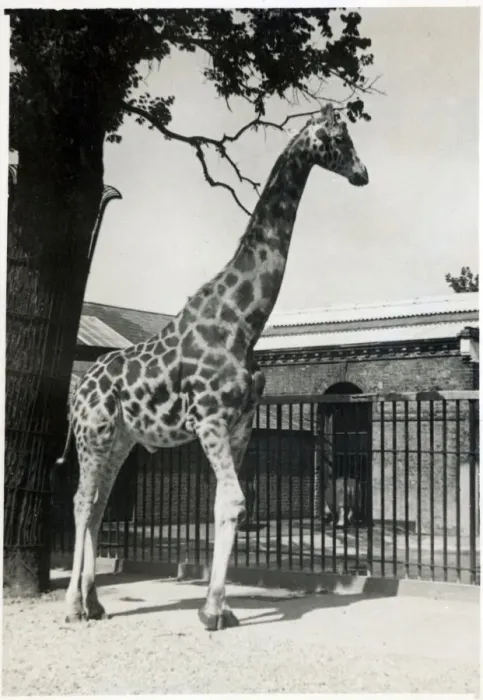 Framed Print : A Giraffe in a Zoo Date: circa 1920s Framed Print : A Giraffe in a Zoo Date: circa 1920s
