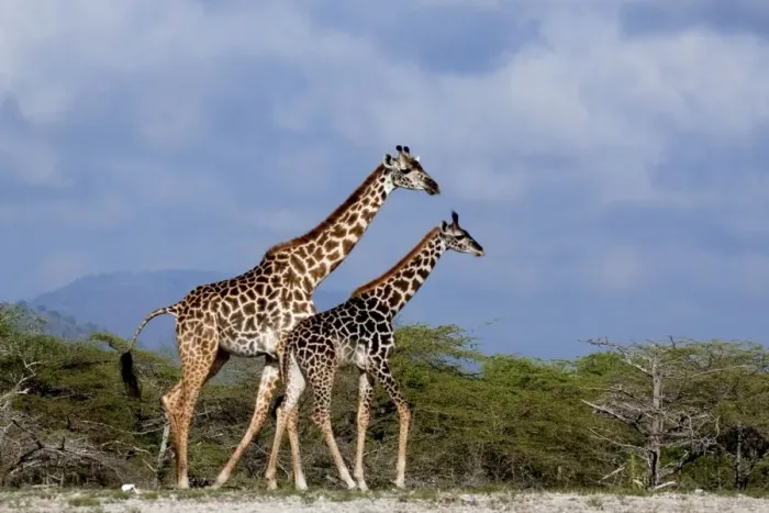 Framed Print : Giraffes (Giraffa camelopardalis). Saadani Natural Park - Tanzania - Africa Framed Print : Giraffes (Giraffa camelopardalis). Saadani Natural Park - Tanzania - Africa