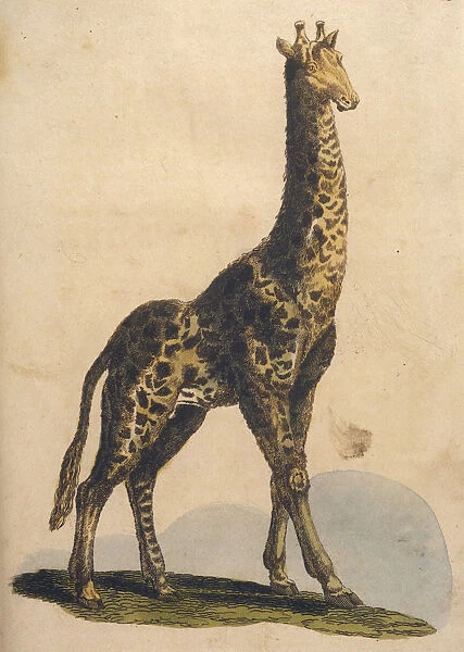 Giraffes 1814