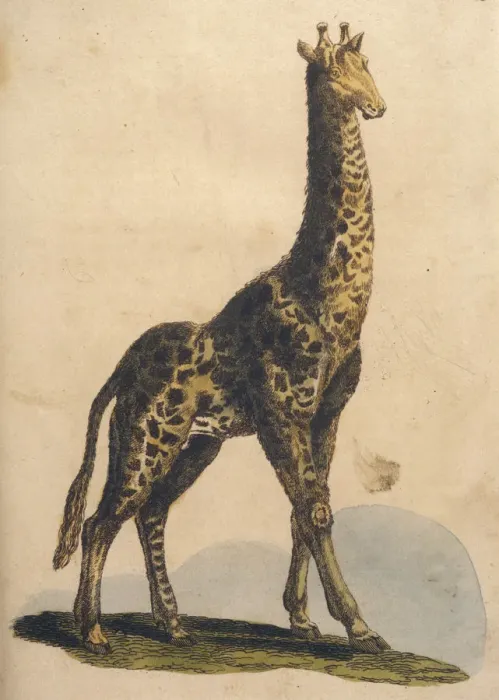 Framed Print : Giraffes 1814 Framed Print : Giraffes 1814
