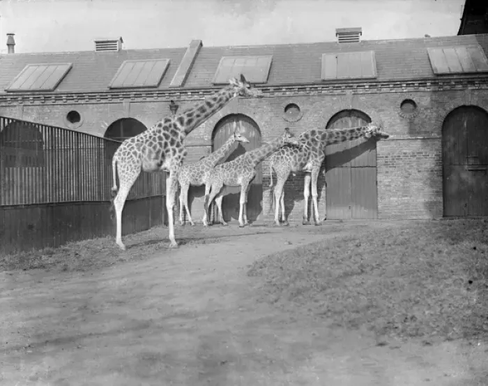 Framed Print : Giraffes at London Zoo Framed Print : Giraffes at London Zoo