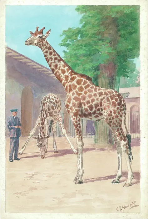 Framed Print : Giraffes at London Zoo animals Watercolour painting Framed Print : Giraffes at London Zoo animals Watercolour painting