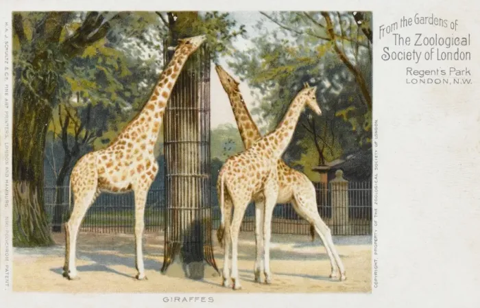 Framed Print : Giraffes at London Zoo - Regents Park Framed Print : Giraffes at London Zoo - Regents Park
