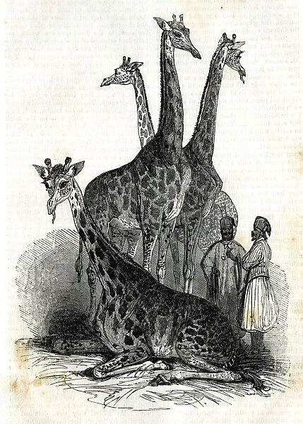Giraffes at London Zoo, Regents Park - The Mirror magazine