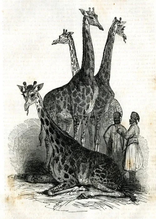 Framed Print : Giraffes at London Zoo, Regents Park - The Mirror magazine Framed Print : Giraffes at London Zoo, Regents Park - The Mirror magazine