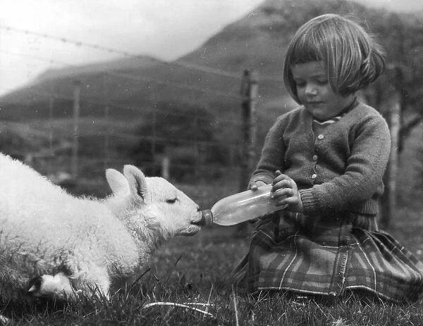 Girl Feeds Milk to Lamb