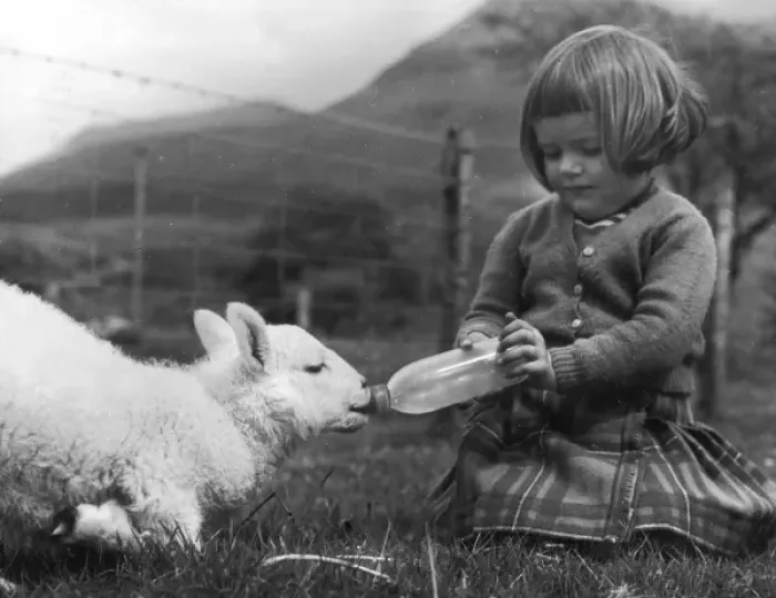 Framed Print : Girl Feeds Milk to Lamb Framed Print : Girl Feeds Milk to Lamb